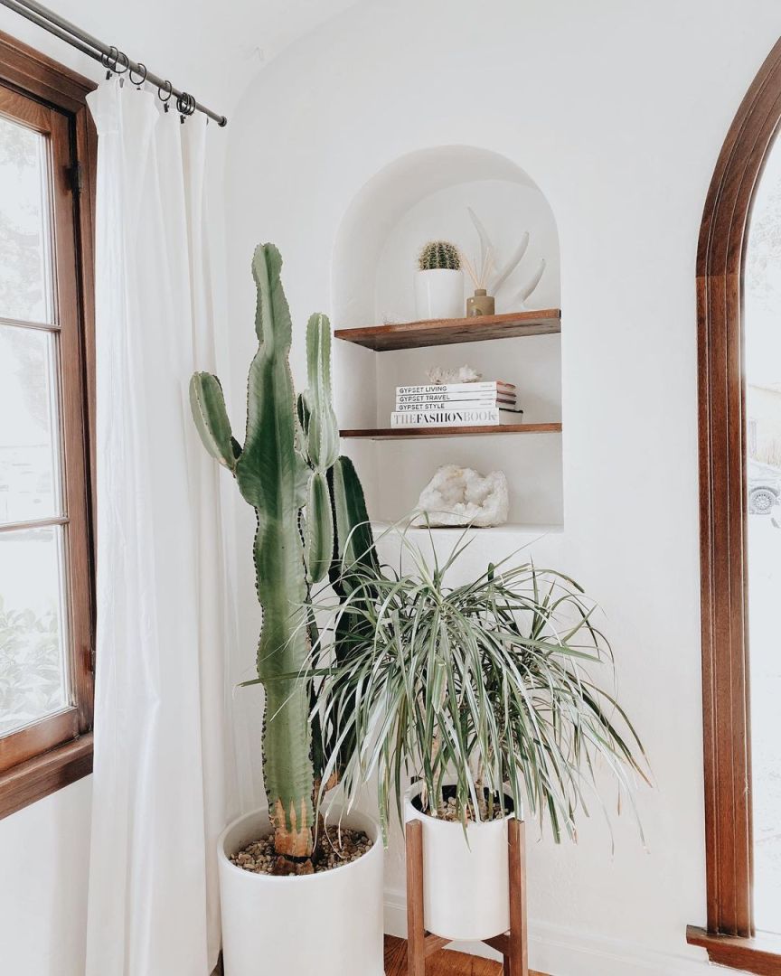 Cactus Plants to Add to Your Indoor Collection
