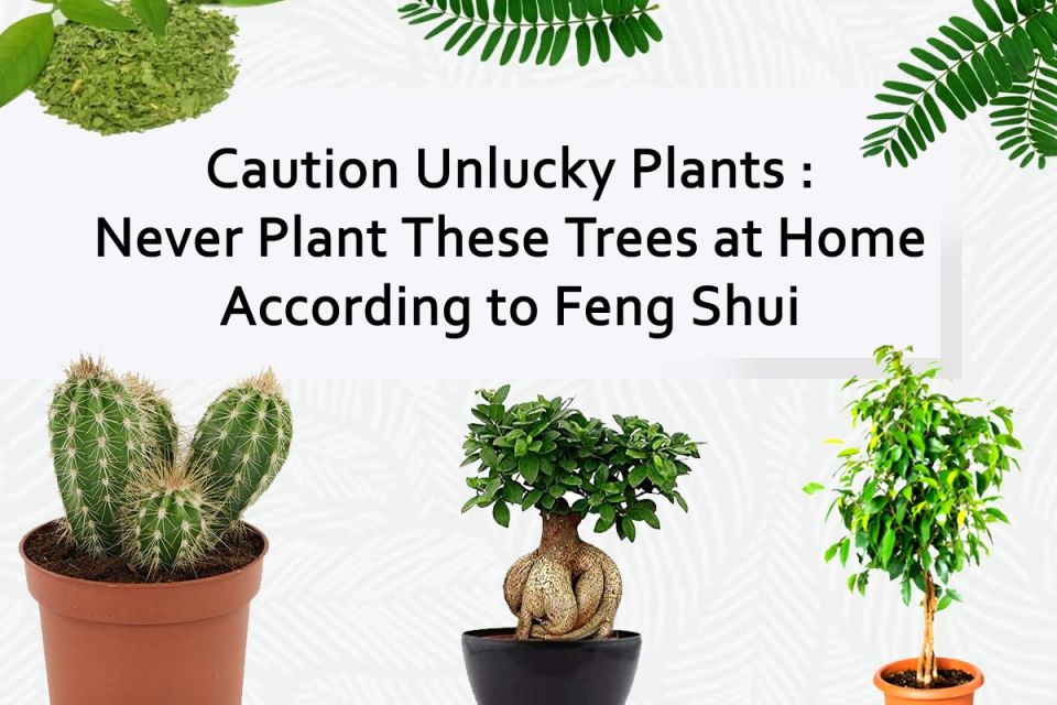Caution Unlucky Plants : Never Plant These Trees at Home According