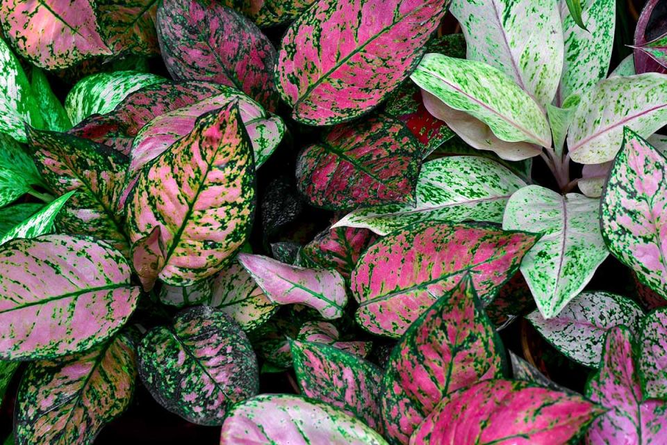 Colorful Houseplants to Warm Up Your Winter  Gardener