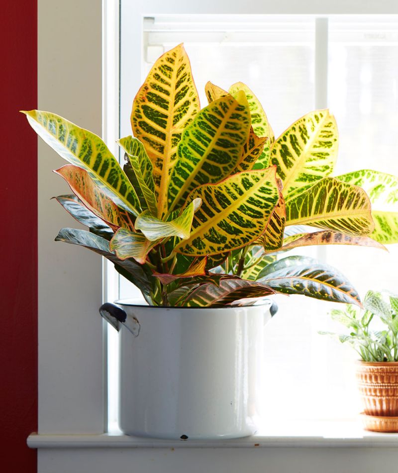 Easy to Grow Houseplants with Colorful Leaves – Costa Farms