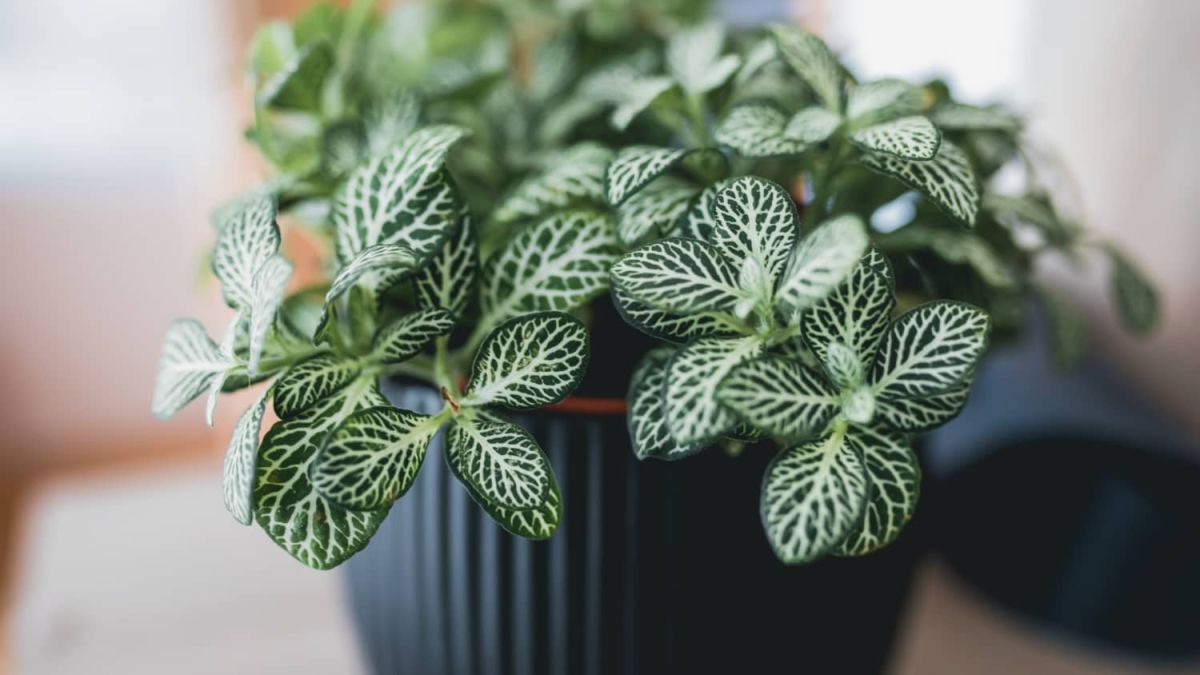 Fittonia Plant Care (Nerve Plant) Apartment Therapy