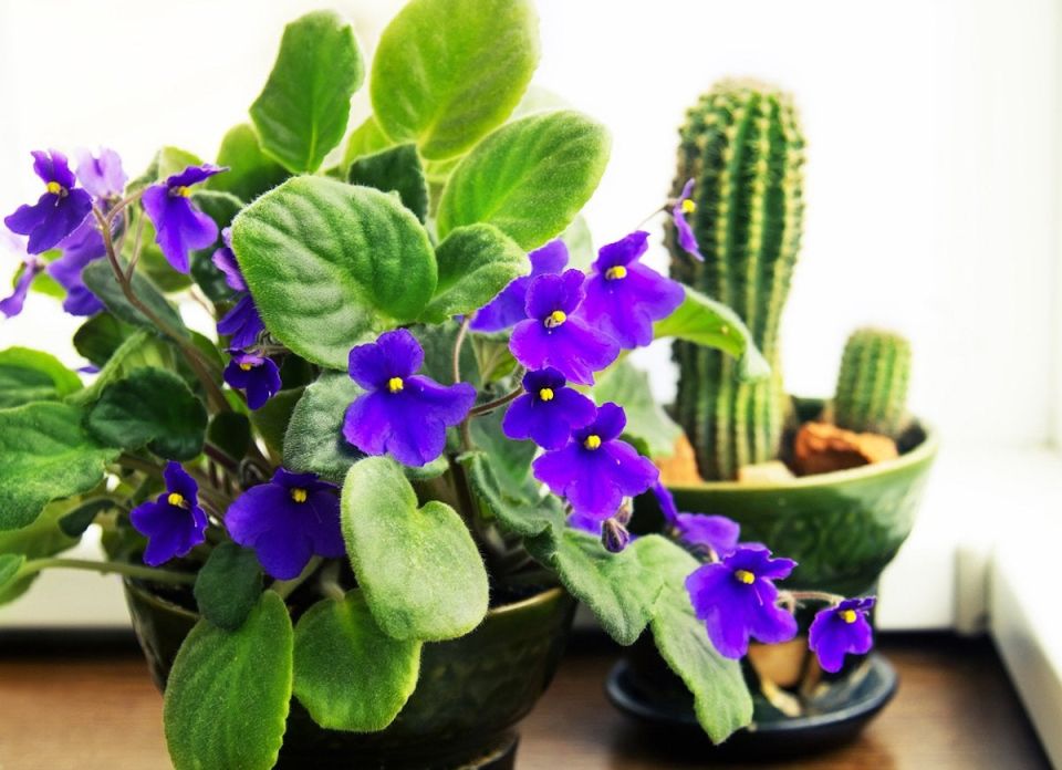 Flowering Houseplants That Will Add Beauty to Your Home - Bob Vila