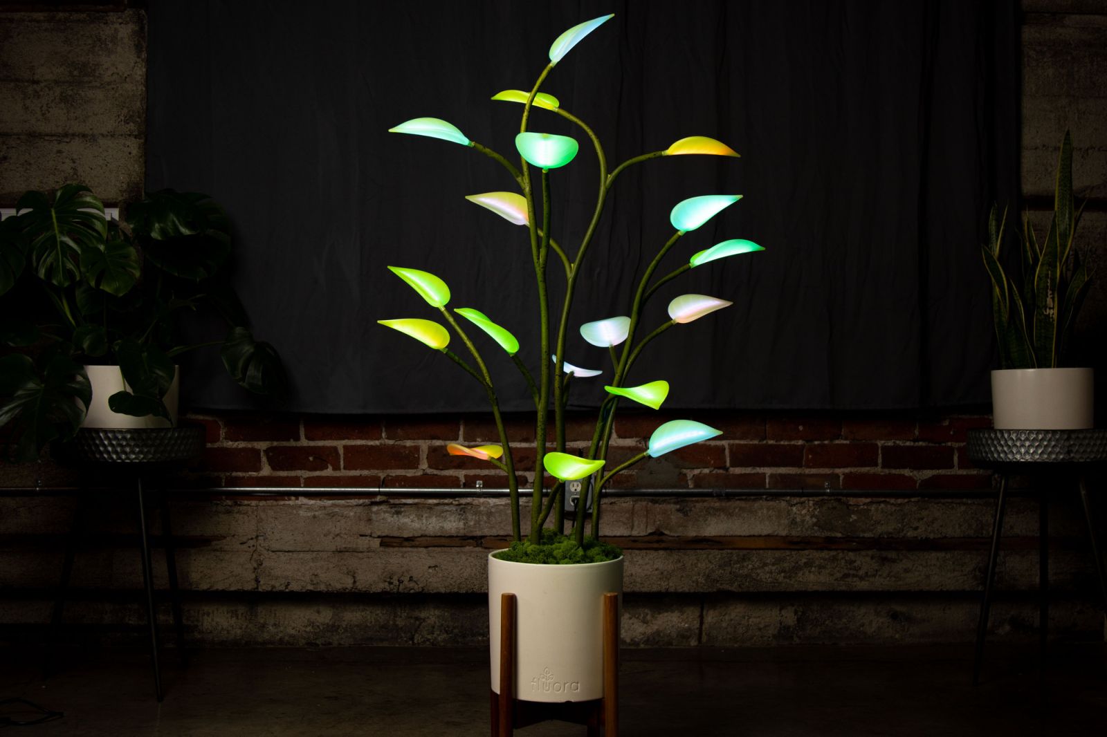 Fluora review: LED accent lighting and houseplant in one  TechHive
