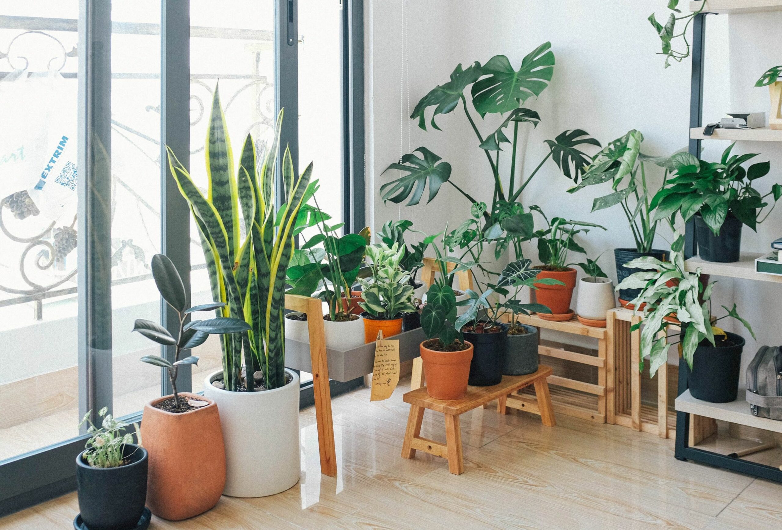 House Plants Photos, Download The BEST Free House Plants Stock