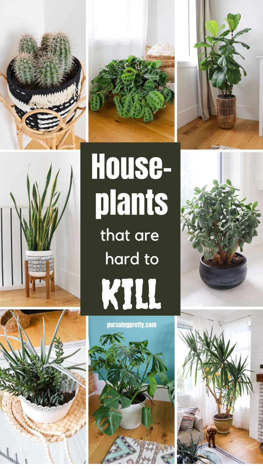 Houseplants That Are Hard to Kill - Pursuing Pretty