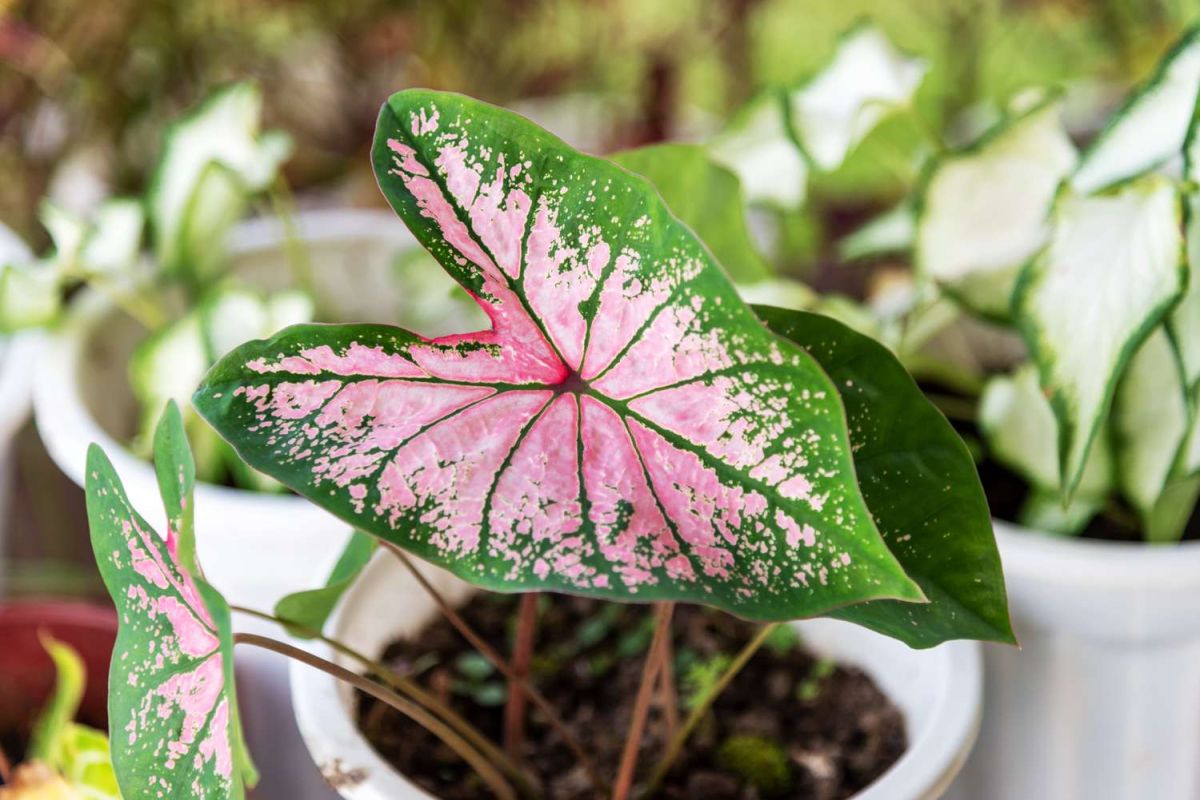 Houseplants With Pink Leaves