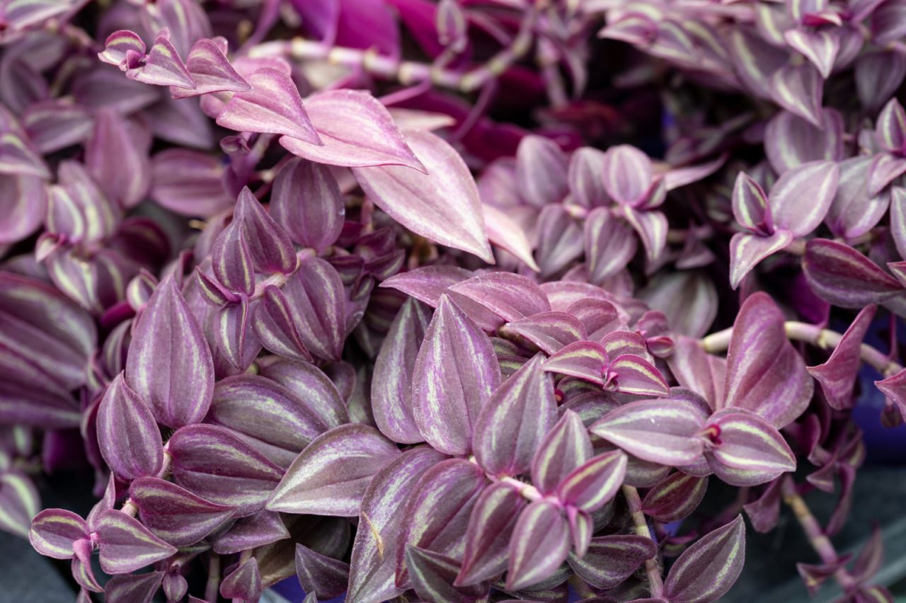 Houseplants With Purple Leaves Horticulture.co