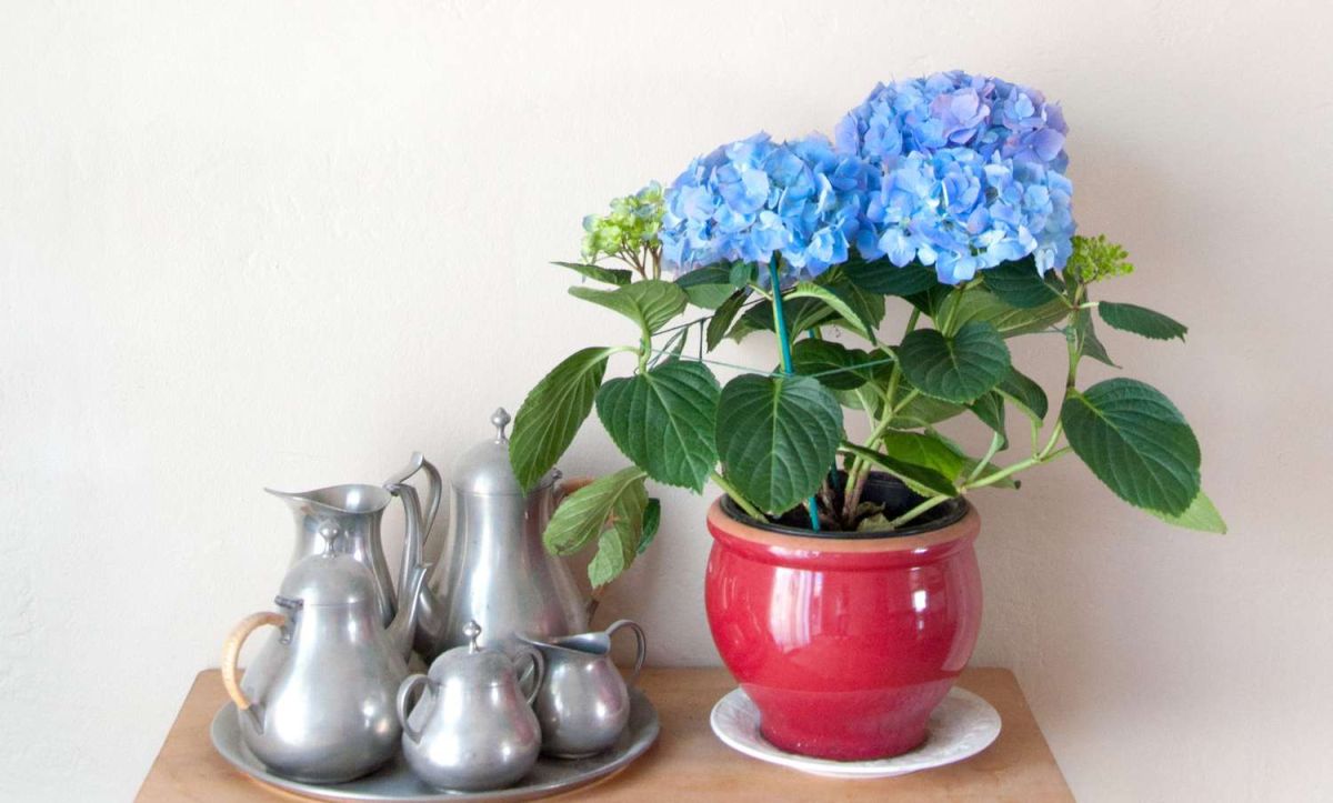 How to Care for Hydrangeas Indoors