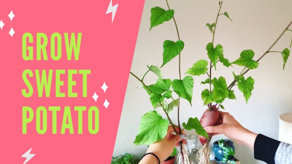 HOW TO GROW SWEET POTATOES IN WATER  Houseplant Sweet Potato Vine