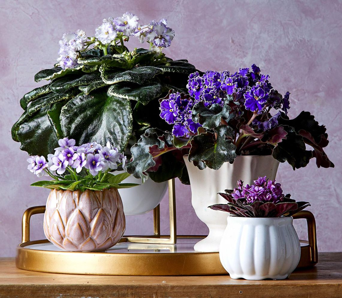 Indoor Flowering Plants That Will Make Your Home Feel Happier