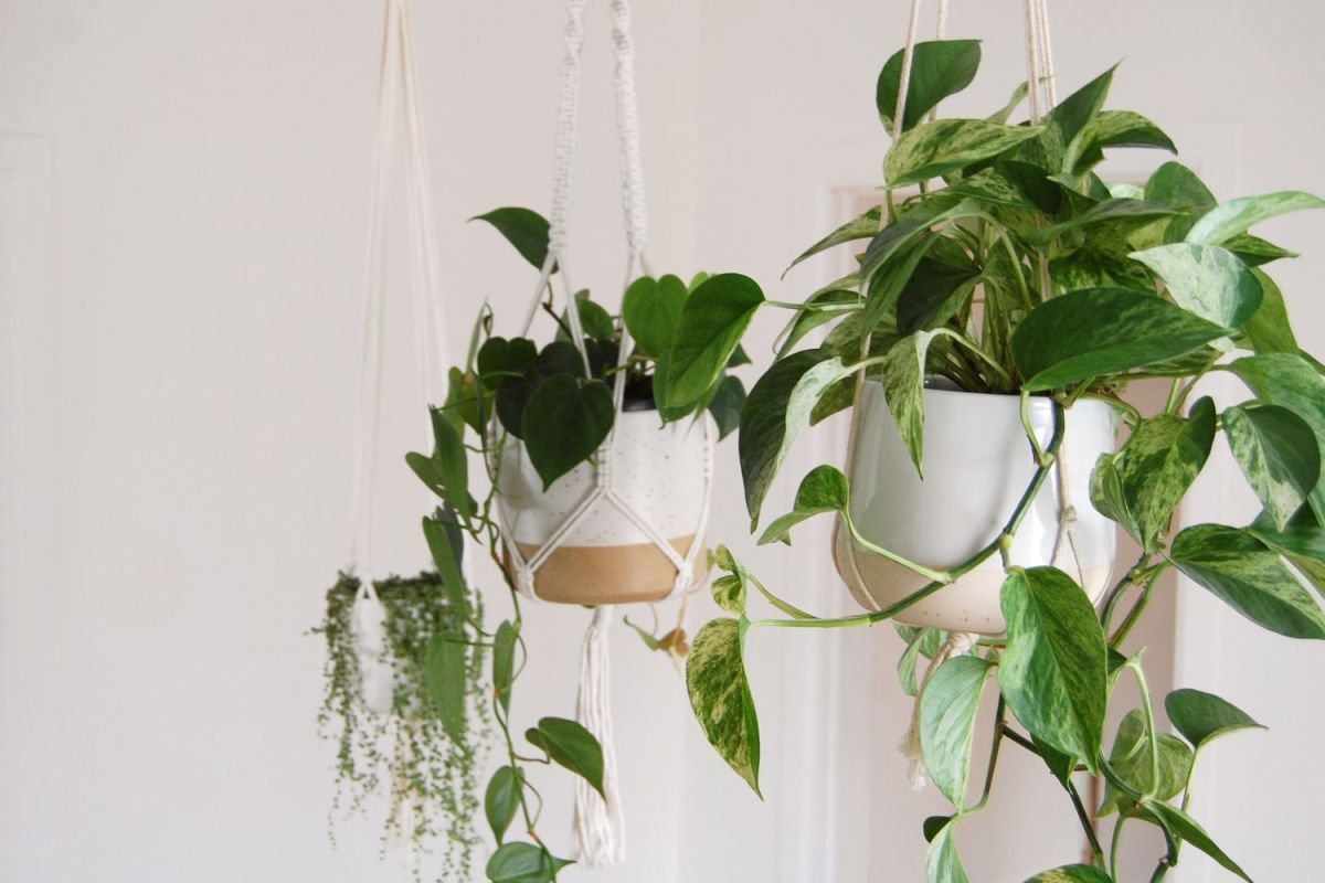 Indoor Vine Plants That Look Great in the Home