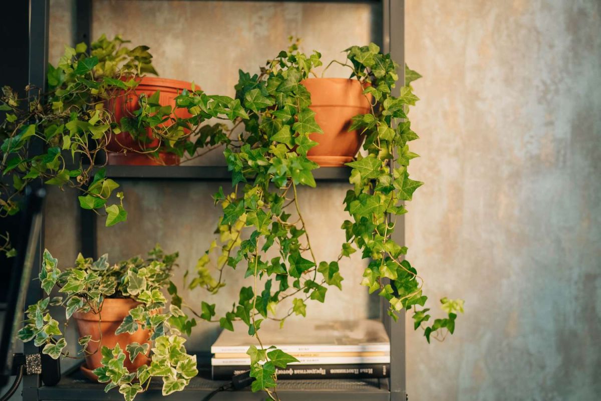 Indoor Vine Plants