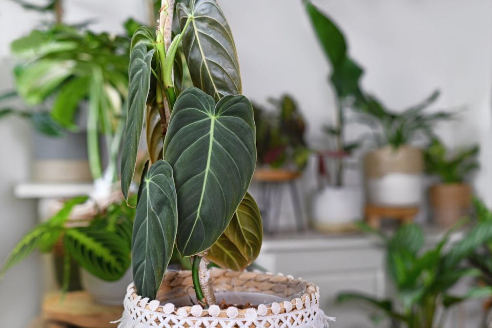 Philodendron Varieties for Your Houseplant Collection - Bob Vila