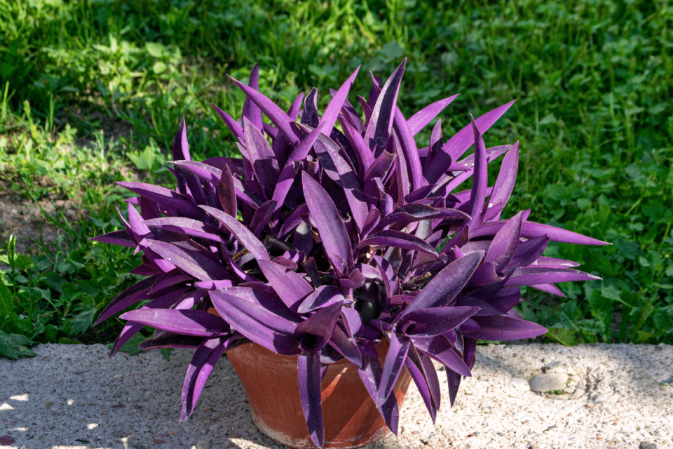 Purple House Plants For A Pop Of Color