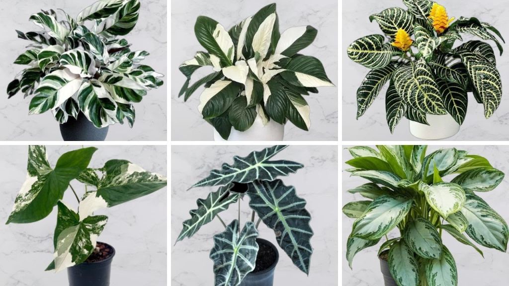 Stunning Indoor Plants with Green and White Leaves White and Green Variegated Houseplants