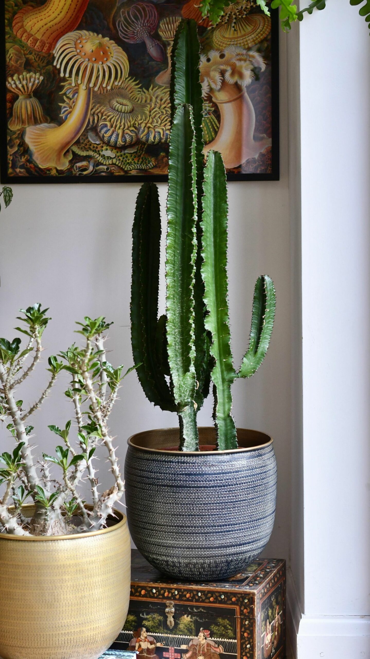 Tall Euphorbia Cactus  Large Cactus  Happy Houseplants – Happy