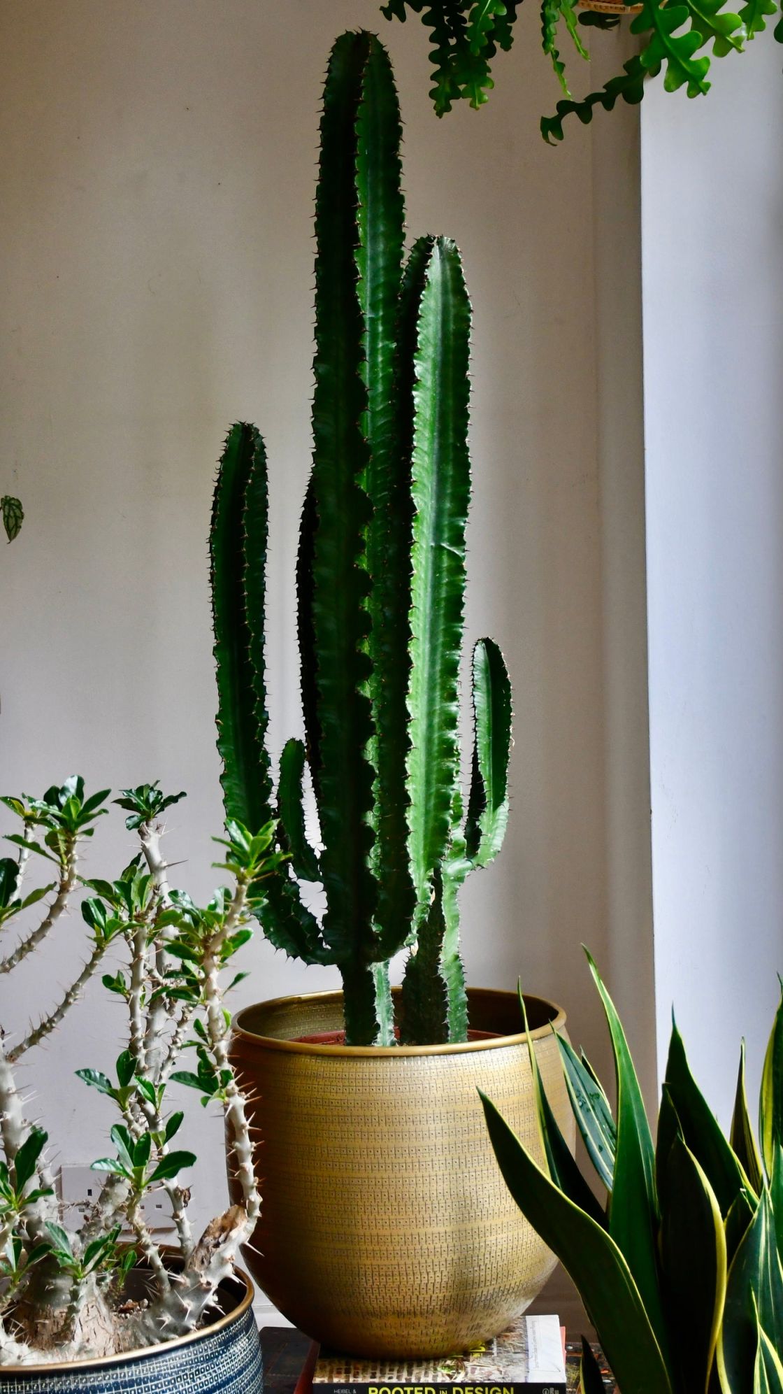Tall Euphorbia Cactus  Large Cactus  Happy Houseplants – Happy