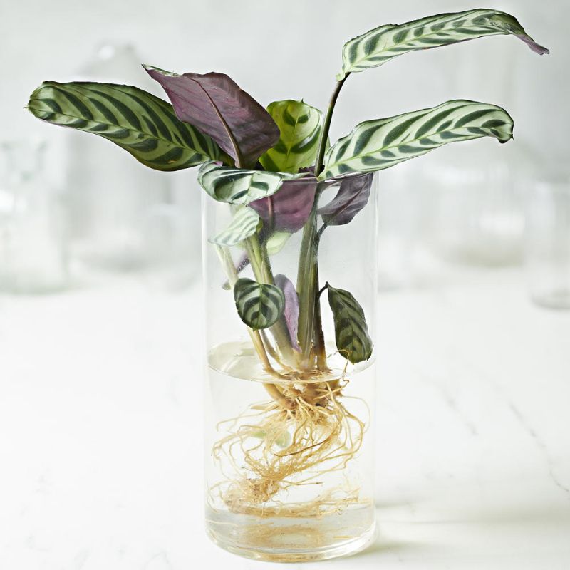 The best Hydroponics to embrace the new houseplant trend for