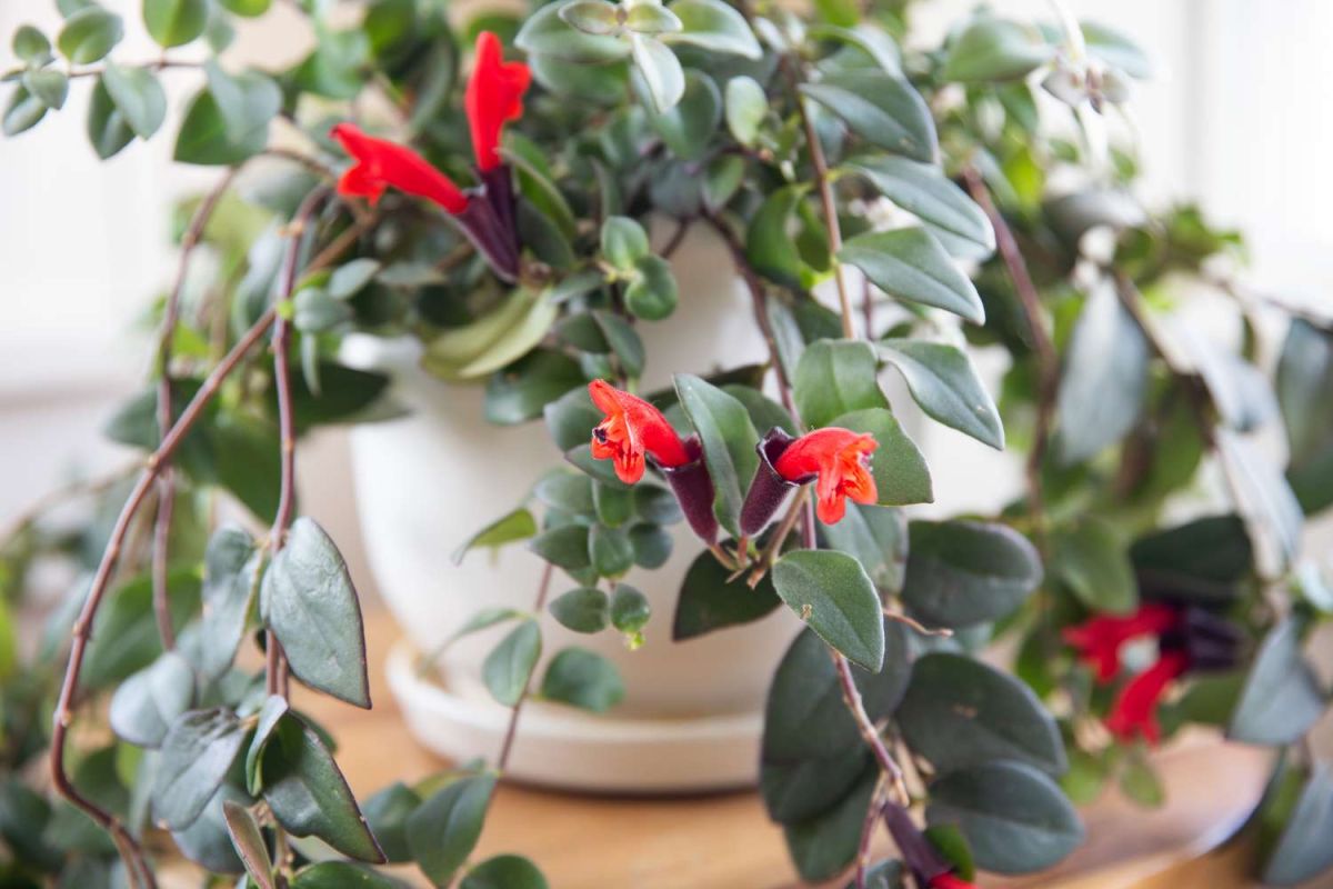 Top Houseplants With Red Flowers