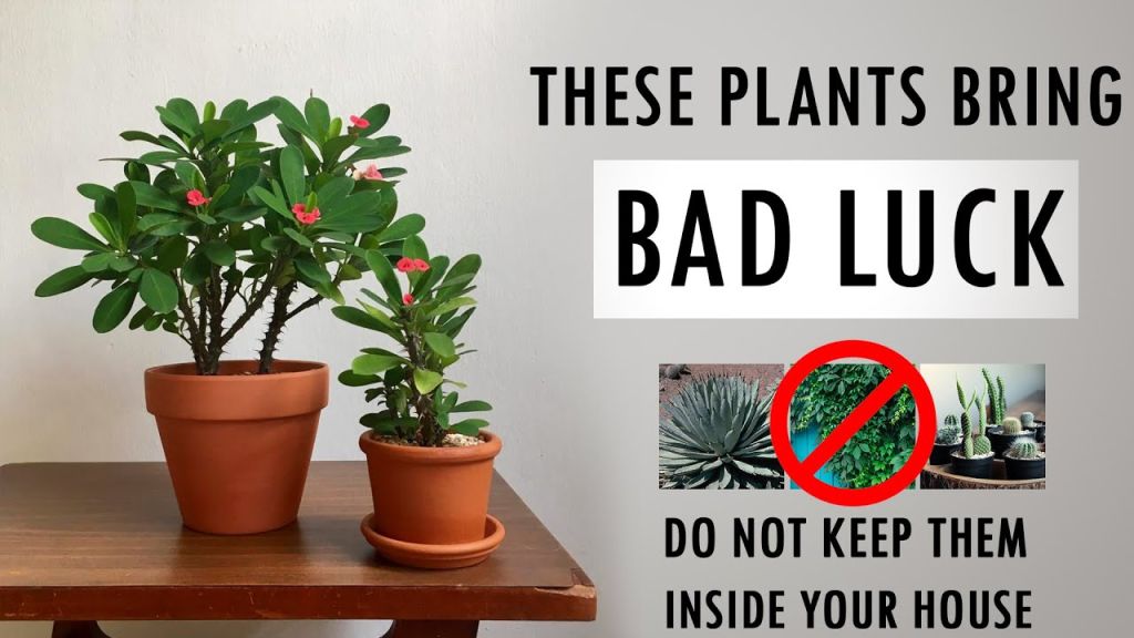 Unlucky and BAD LUCK plants inside the house  Bad Luck Plants for home  according to FENG SHUI